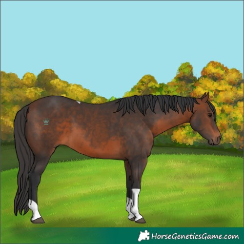 Horse Color:Brown Tobiano 
