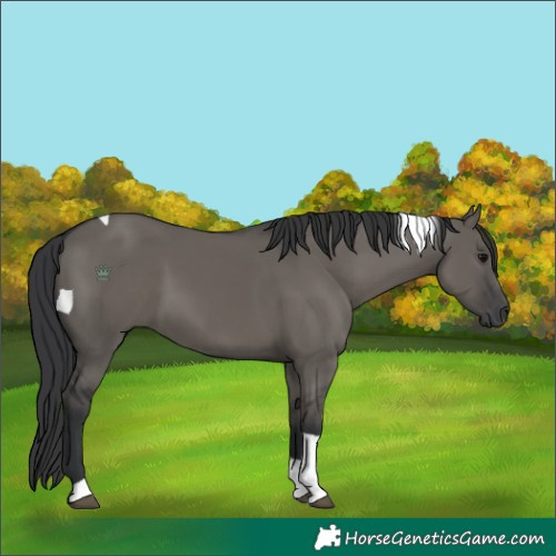 Horse Color:Grullo Tobiano