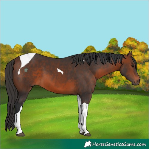 Horse Color:Brown Tobiano 