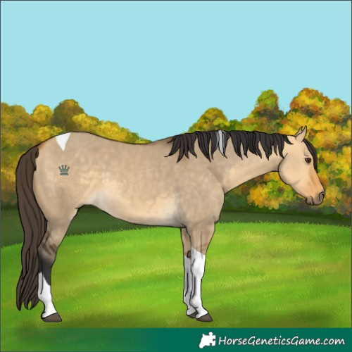 Horse Color:Buckskin Dun Tobiano 