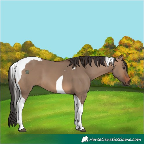 Horse Color:Brown Dun Tobiano