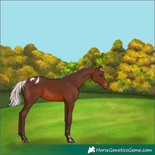 Horse Color:Silver Brown Varnish