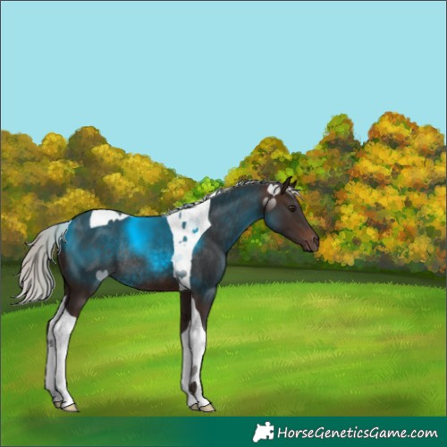 Horse Color:Silver Brown Tobiano Rabicano