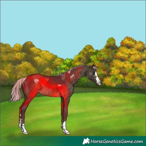 Horse Color:Silver Buckskin 
