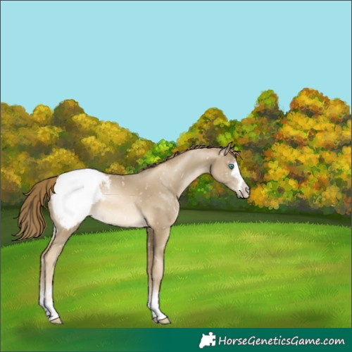 Horse Color:Black Snowdrop Pearl Snowcap 