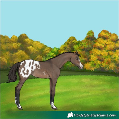 Horse Color:Brown Dun Blanket