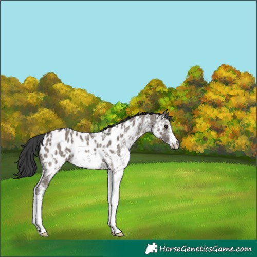 Horse Color:White Spotted Grullo Blanket