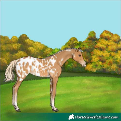 Horse Color:White Spotted Palomino Near Leopard