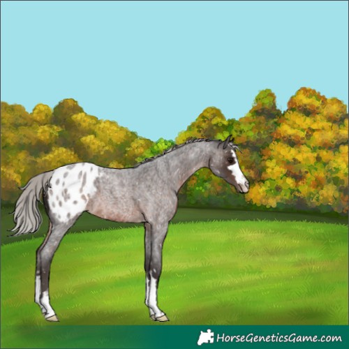 Horse Color:Silver Brown Roan Blanket 
