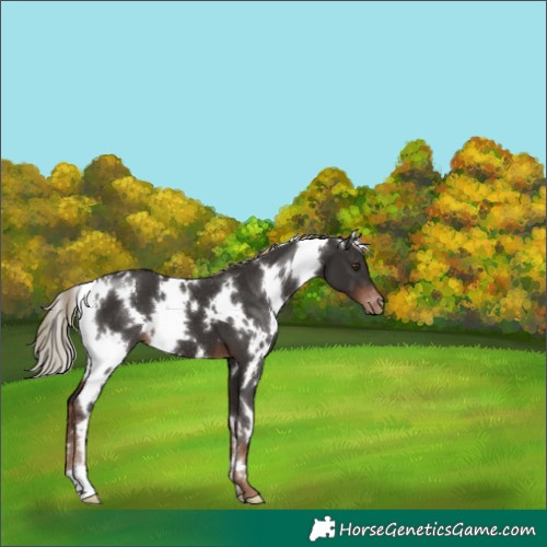 Horse Color:White Spotted Liver Chestnut Varnish 