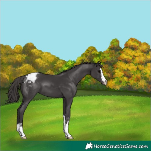 Horse Color:Smoky Black Varnish