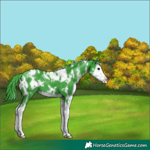 Horse Color:Watercolor White Spotted Black Sabino Splash Varnish
