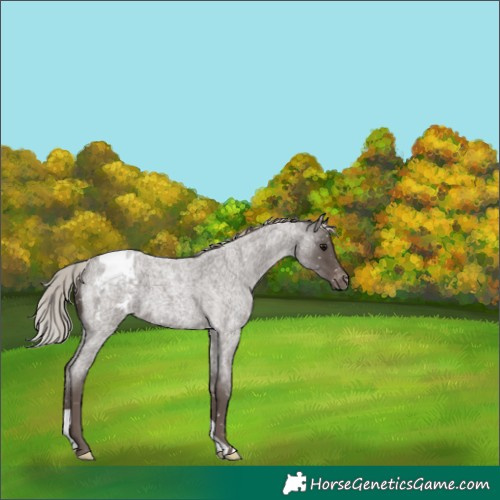 Horse Color:Silver Blue Roan Snowflake Varnish