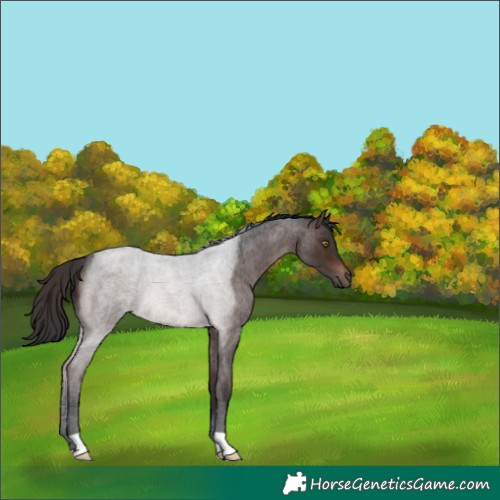 Horse Color:Brown Roan
