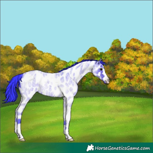 Horse Color:Watercolor Blue Roan Near Leopard 