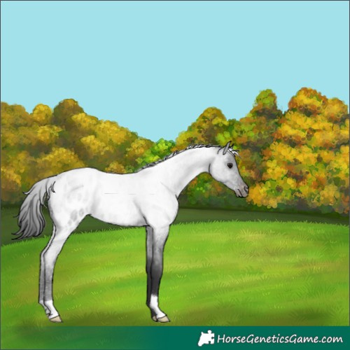Horse Color:Blue Roan Near Leopard