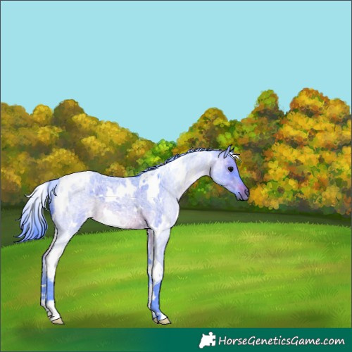 Horse Color:Watercolor White Spotted Brown Roan 