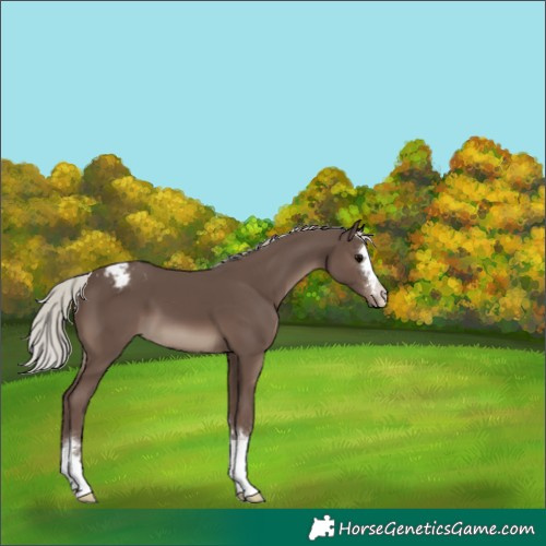 Horse Color:Silver Black Varnish 