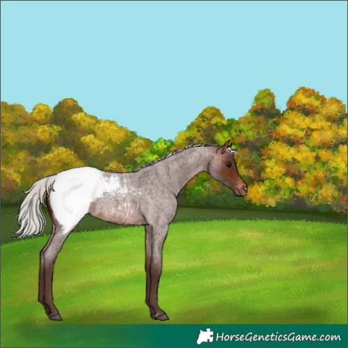 Horse Color:Silver Brown Roan Snowcap