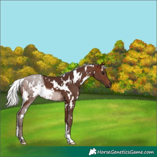 Horse Color:White Spotted Silver Brown