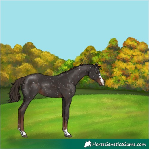 Horse Color:Liver Chestnut Snowflake Varnish