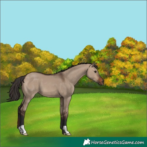 Horse Color:Brown Dun