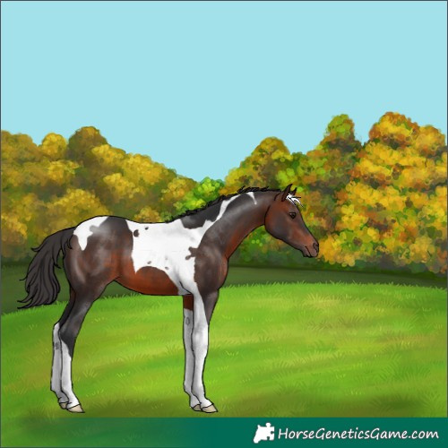 Horse Color:Brown Tobiano