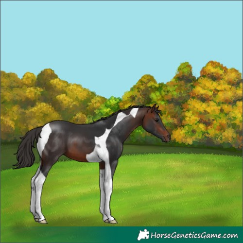 Horse Color:Bay Tobiano 