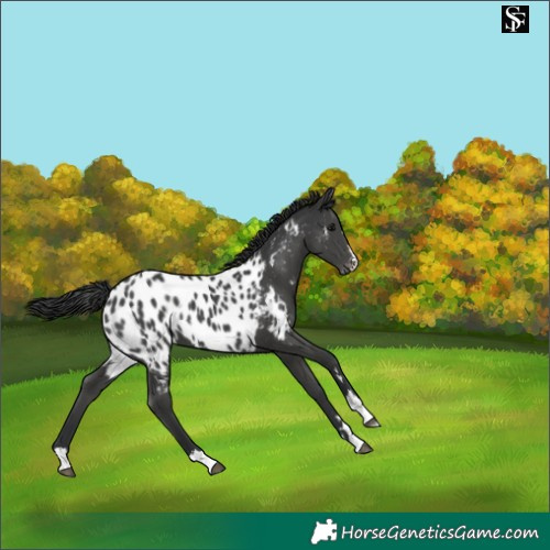 Horse Color:Black Near Leopard