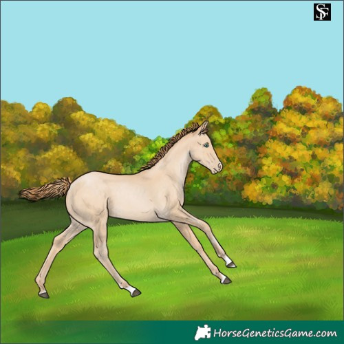 Horse Color:Smoky Black 