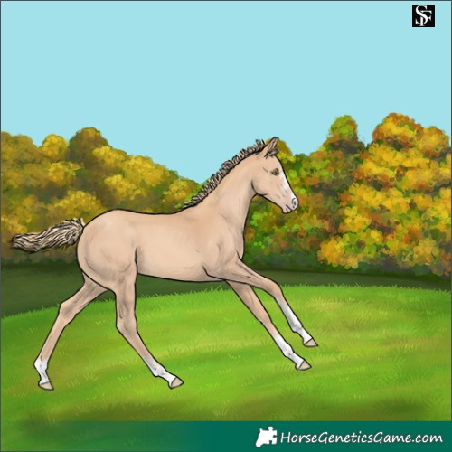 Horse Color:Gold Champagne
