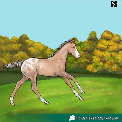 Horse Color:Gold Champagne Skewed LP Spotted 