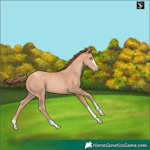 Horse Color:Gold Champagne 