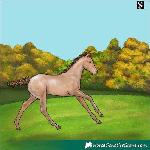 Horse Color:Bay Pearl