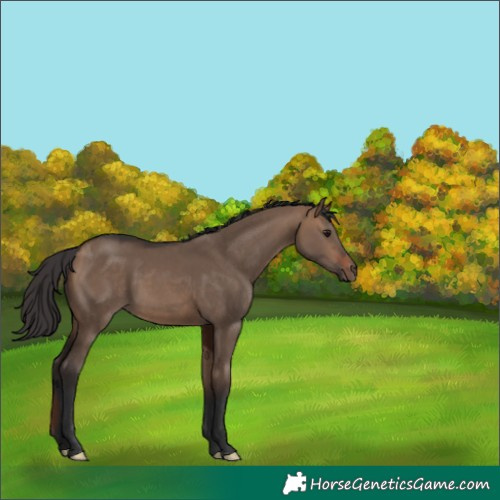 Horse Color:Bay Dun