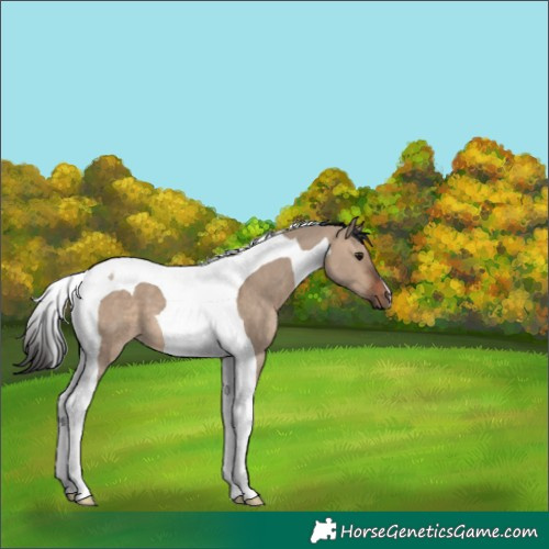 Horse Color:Brown Dun Tobiano 