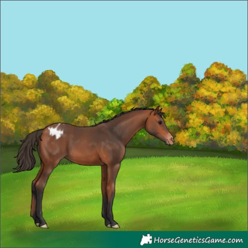 Horse Color:Bay Blanket 