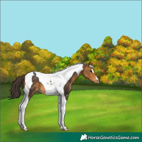 Horse Color:Buckskin Tobiano 