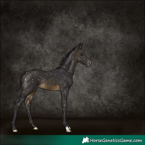 Horse Color:Buckskin Skewed LP Spotted 