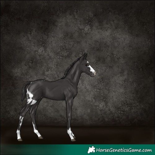 Horse Color:Smoky Black Skewed LP Spotted 