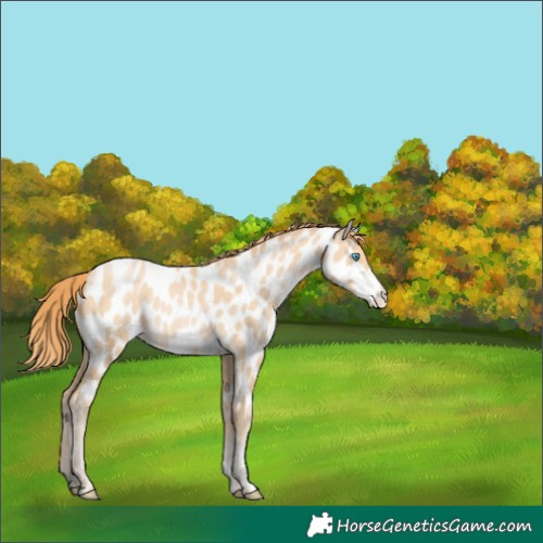 Horse Color:Buckskin Pearl Near Leopard
