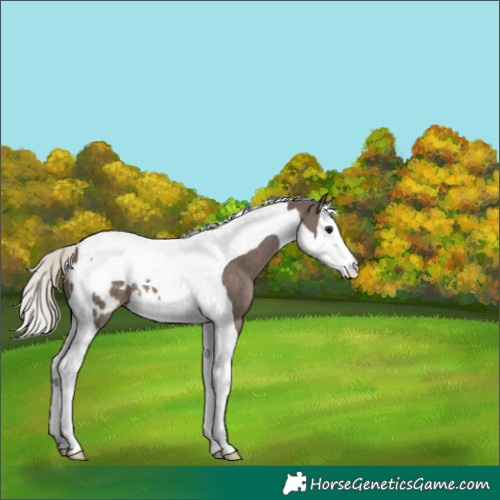 Horse Color:Silver Black Splash Tobiano Blanket 