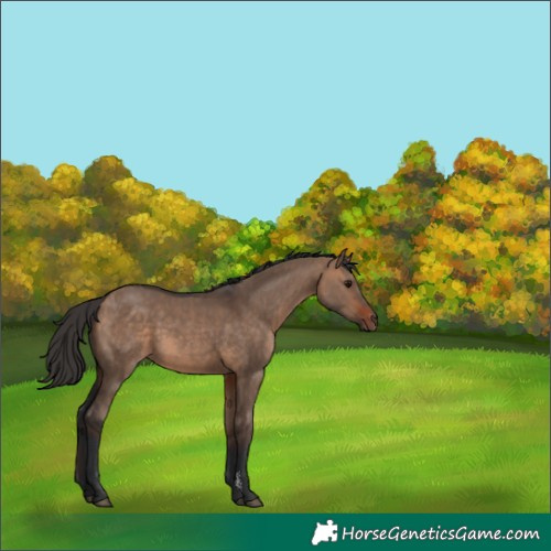 Horse Color:Bay Dun Sabino