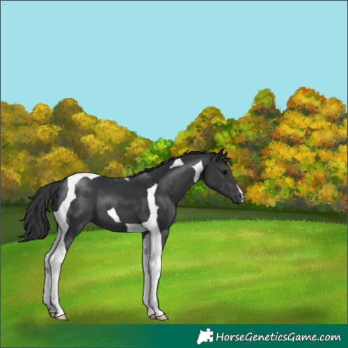 Horse Color:Black Tobiano