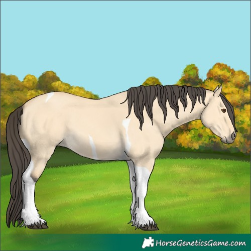Horse Color:Buckskin Dun Tobiano 
