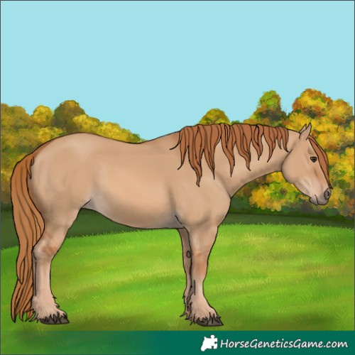 Horse Color:Red Dun