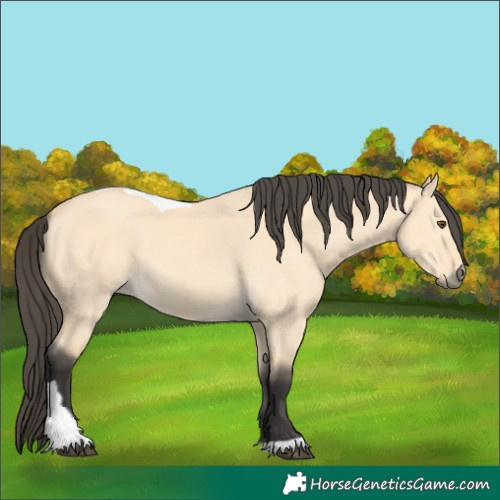 Horse Color:Buckskin Dun Tobiano