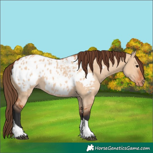 Horse Color:Bay Dun Tobiano Blanket 