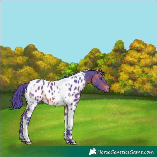 Horse Color:Watercolor Brown Tobiano Near Leopard 