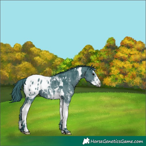 Horse Color:Watercolor Black Sabino Tobiano Blanket